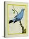 Plum-Throated Cotinga-Georges-Louis Buffon-Premier Image Canvas