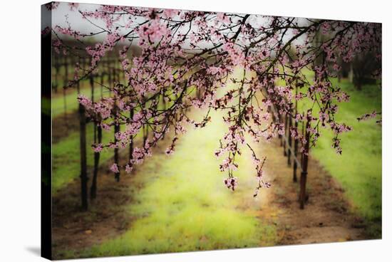 Plum Tree Blossoms And Vineyard In Sonoma County-Ron Koeberer-Stretched Canvas