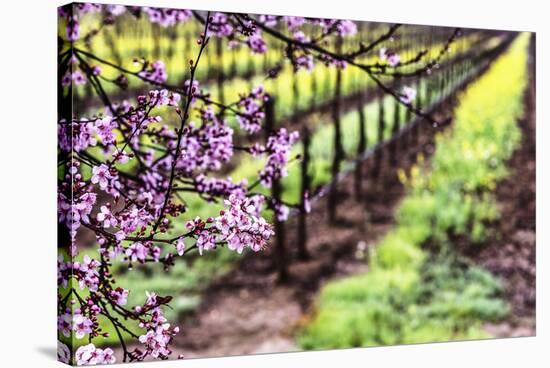 Plum Tree Blossoms And Vineyard In Sonoma County-Ron Koeberer-Stretched Canvas