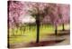 Plum Tree Blossoms And Vineyard In Sonoma County-Ron Koeberer-Stretched Canvas