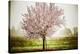 Plum Tree Blossoms In Sonoma County-Ron Koeberer-Stretched Canvas