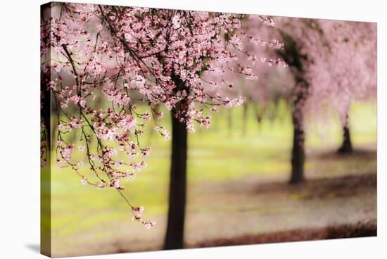 Plum Tree Blossoms In Sonoma County-Ron Koeberer-Stretched Canvas