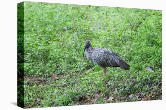 Plumbeous Ibis (Theristicus Caerulescens), Pantanal, Mato Grosso, Brazil, South America-G&M Therin-Weise-Premier Image Canvas