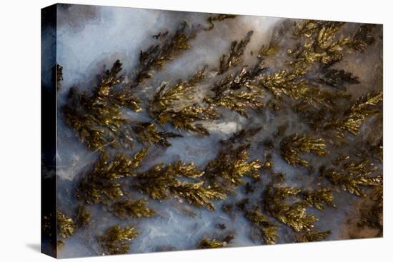 Plume Agate, Sammamish, Washington State-Darrell Gulin-Premier Image Canvas