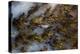 Plume Agate, Sammamish, Washington State-Darrell Gulin-Premier Image Canvas