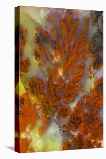 Plume Agate, Sammamish, Washington-Darrell Gulin-Premier Image Canvas