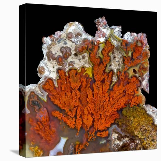 Plume Agate, Sammamish, Washington-Darrell Gulin-Premier Image Canvas