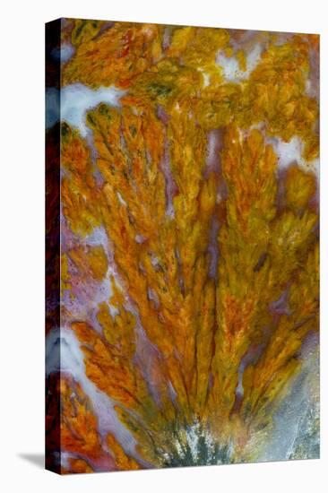 Plume Agate, Sammamish, Washington-Darrell Gulin-Premier Image Canvas