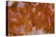 Plume Agate, Sammamish, Washington-Darrell Gulin-Premier Image Canvas