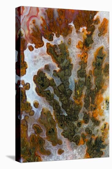 Plume Agate, Sammamish, Washington-Darrell Gulin-Premier Image Canvas