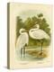 Plumed Egret or Intermediate Egret, 1891-Gracius Broinowski-Premier Image Canvas