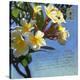 Plumeria 01-Rick Novak-Stretched Canvas