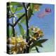 Plumeria 02-Rick Novak-Stretched Canvas