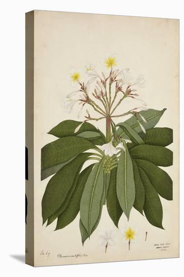 Plumeria Acutifolia Poir, 1800-10-null-Premier Image Canvas