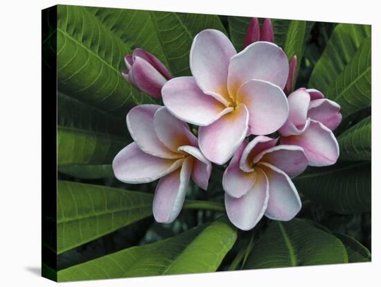 Plumeria Flowers-Tony Craddock-Premier Image Canvas