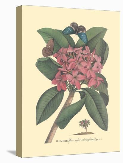 Plumeria - Frangipani - Vintage Botanical Illustration, 1749-Georg Dionysius Ehret-Stretched Canvas