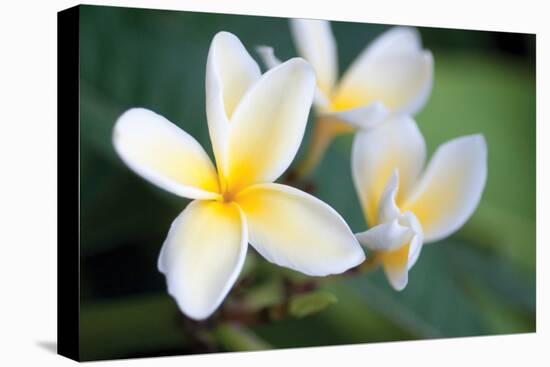 Plumeria II-Erin Berzel-Premier Image Canvas