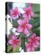 Plumeria in Bloom-Georgienne Bradley-Premier Image Canvas