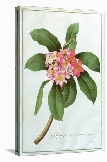 Plumeria-Georg Dionysius Ehret-Premier Image Canvas