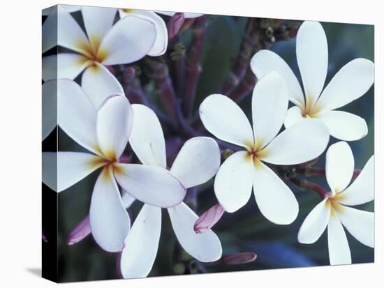 Plumerias, Maui, Hawaii, USA-Darrell Gulin-Premier Image Canvas