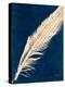 Plumes and Quills 3-Dan Zamudio-Stretched Canvas