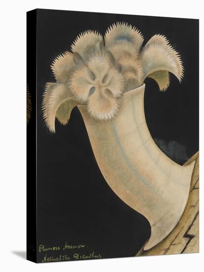 Plumose Anemone-Philip Henry Gosse-Premier Image Canvas