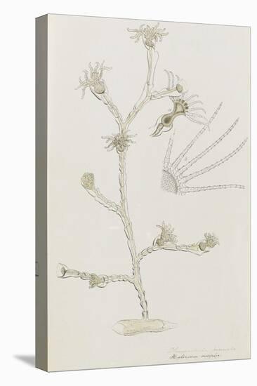 Plumularia Pinnata: Hydrozoan-Philip Henry Gosse-Premier Image Canvas