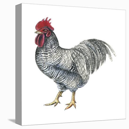 Plymouth Rock (Gallus Gallus Domesticus), Rooster, Poultry, Birds-Encyclopaedia Britannica-Stretched Canvas