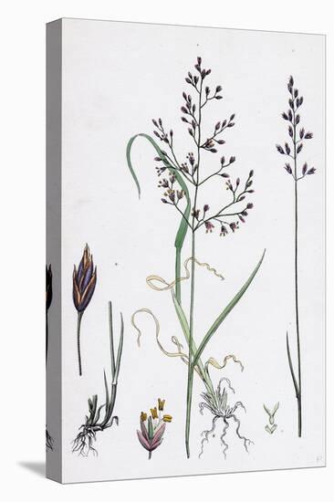Poa Dissitiflora Glaucous Meadow-Grass-null-Premier Image Canvas