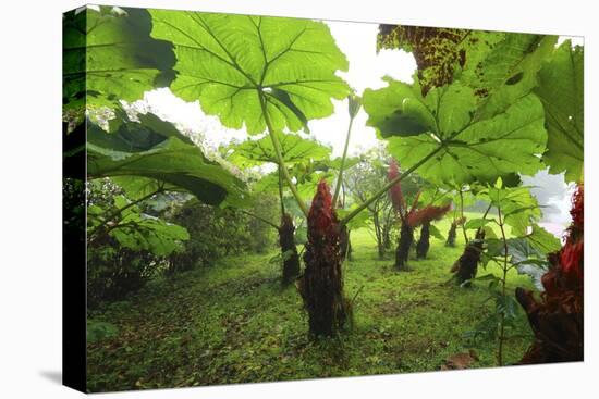 Poas Volcano National Park.-Stefano Amantini-Premier Image Canvas