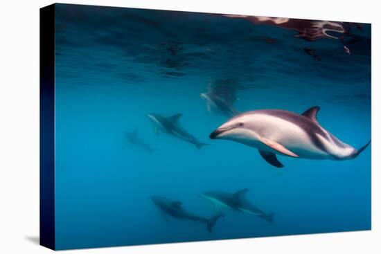 Pod of Dusky Dolphins Off of Kaikoura, New Zealand-James White-Premier Image Canvas