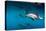 Pod of Dusky Dolphins Off of Kaikoura, New Zealand-James White-Premier Image Canvas