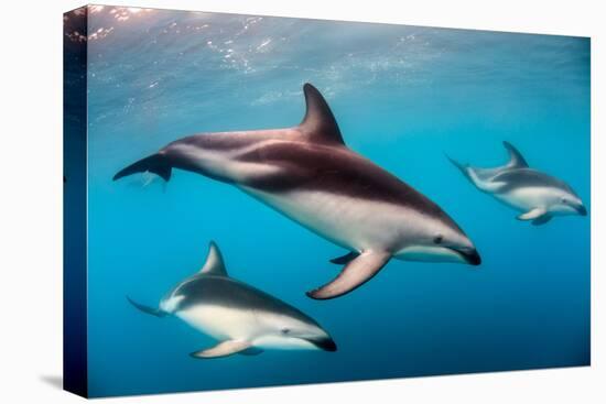 Pod of Dusky Dolphins Off of Kaikoura, New Zealand-James White-Premier Image Canvas