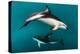 Pod of Dusky Dolphins Off of Kaikoura, New Zealand-James White-Premier Image Canvas