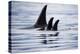 Pod of Orca Whales in Stephens Passage-Paul Souders-Premier Image Canvas