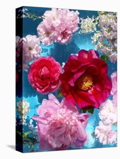 Poeny Blossoms in Pink and Red in Blue Reflected Water-Alaya Gadeh-Premier Image Canvas