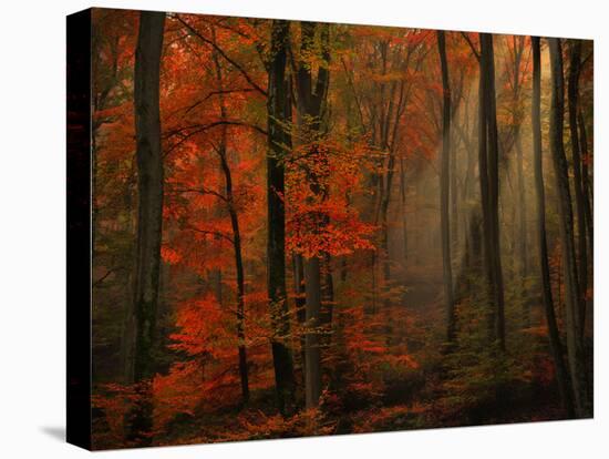 Poetry of Colors-Philippe Sainte-Laudy-Premier Image Canvas