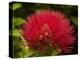 Pohutukawa Flower, Dunedin, South Island, New Zealand-David Wall-Premier Image Canvas