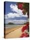 Pohutukawa Tree and Beach, Paihia, Bay of Islands, Northland, North Island, New Zealand-David Wall-Premier Image Canvas