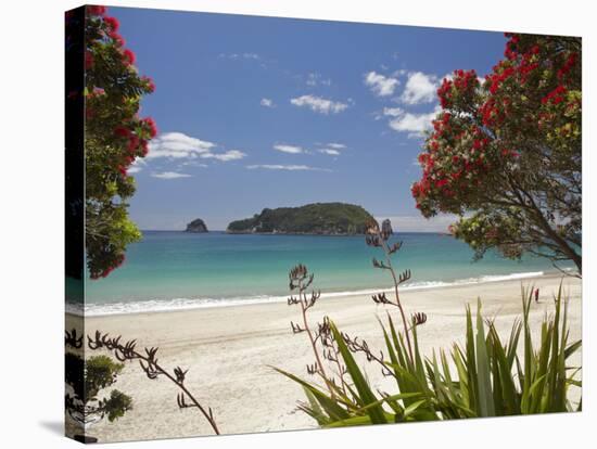 Pohutukawa Tree in Bloom and Hahei, Coromandel Peninsula, North Island, New Zealand-David Wall-Premier Image Canvas