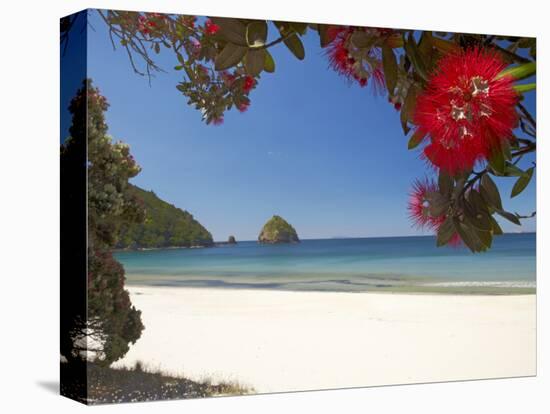 Pohutukawa Tree in Bloom and New Chums Beach, Coromandel Peninsula, North Island, New Zealand-David Wall-Premier Image Canvas