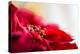 Poinsettia 1-Janet Slater-Premier Image Canvas