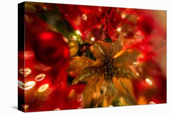 Poinsettia 2-Janet Slater-Premier Image Canvas