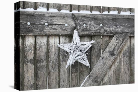 Poinsettia and Age Wooden Gate-Andrea Haase-Premier Image Canvas