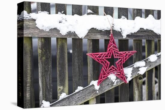 Poinsettia and Old Wooden Fence-Andrea Haase-Premier Image Canvas