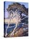 Point Lobos-Guy Rose-Stretched Canvas