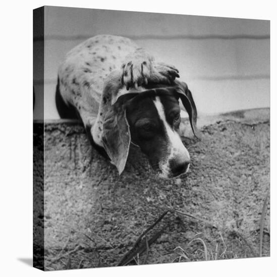 Pointer Belonging to Animal Psychologist and Trainer Keller Breland Entitled "My Aching Head."-Joe Scherschel-Premier Image Canvas