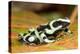 Poison Dart Frog, Costa Rica-Paul Souders-Premier Image Canvas