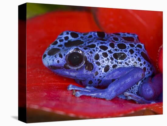 Poison Dart Frog on Red Leaf, Republic of Surinam-Jim Zuckerman-Premier Image Canvas
