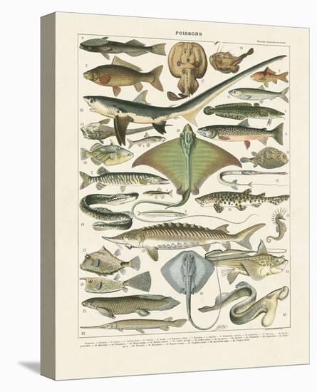 Poissons II-Adolphe Millot-Stretched Canvas